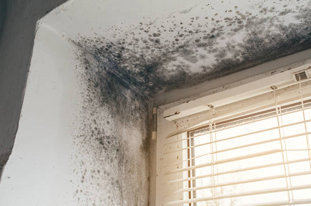 Affordable Hvac And Air Duct Mold Remediation solutions in East Lansing, MI